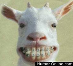 happy koza