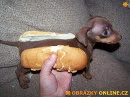 hot dog
