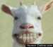 happy koza
